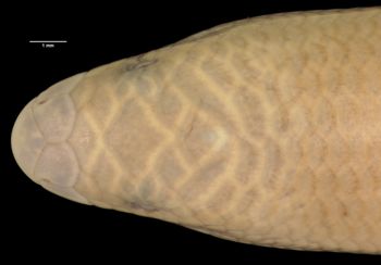 Media type: image;   Herpetology R-126805 Aspect: head dorsal